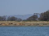 Elkhorn Slough 017